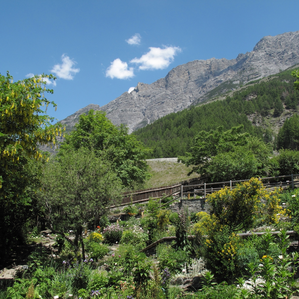 Bormio Giardino Botanico Ph. Parco Nazionale Dello Stelvio (4) Bormio Giardino Botanico Ph. Parco Nazionale Dello Stelvio (4)